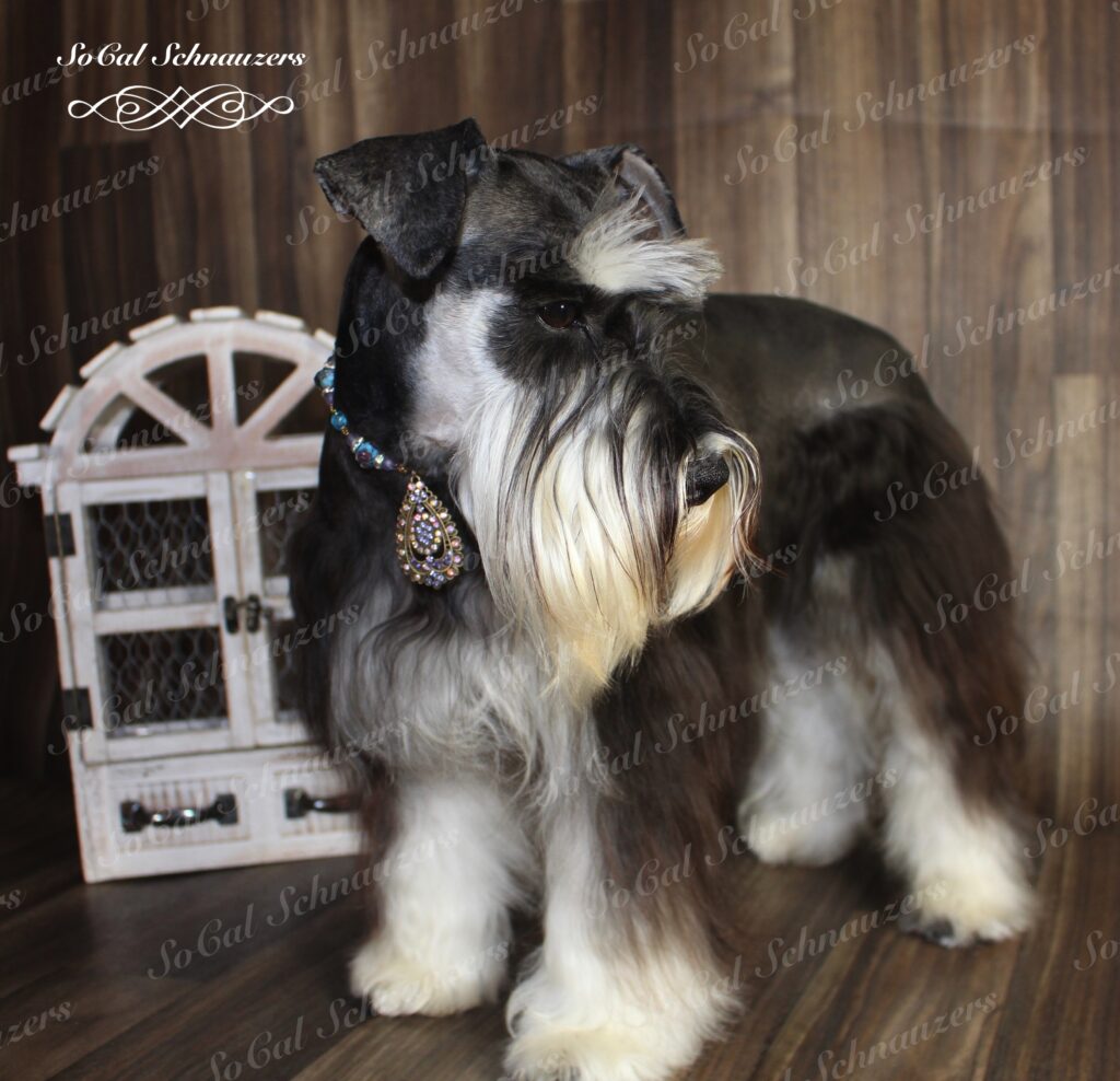 Miniature Schnauzer Coat Types US Prestigious Miniature Schnauzers