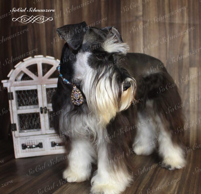 Miniature Schnauzer Coat Types US Prestigious Miniature Schnauzers