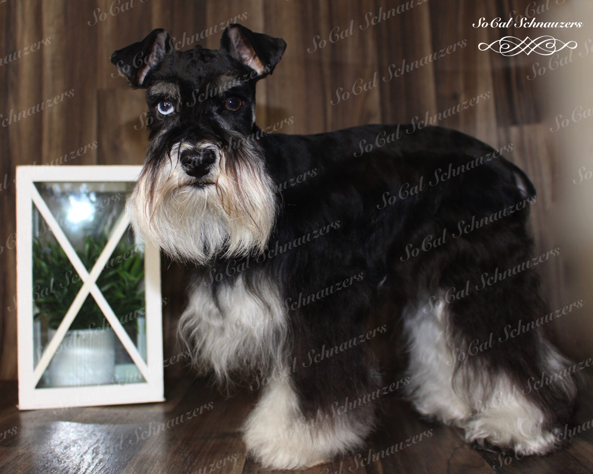 black and white schnauzer with heterochromia with planter in background