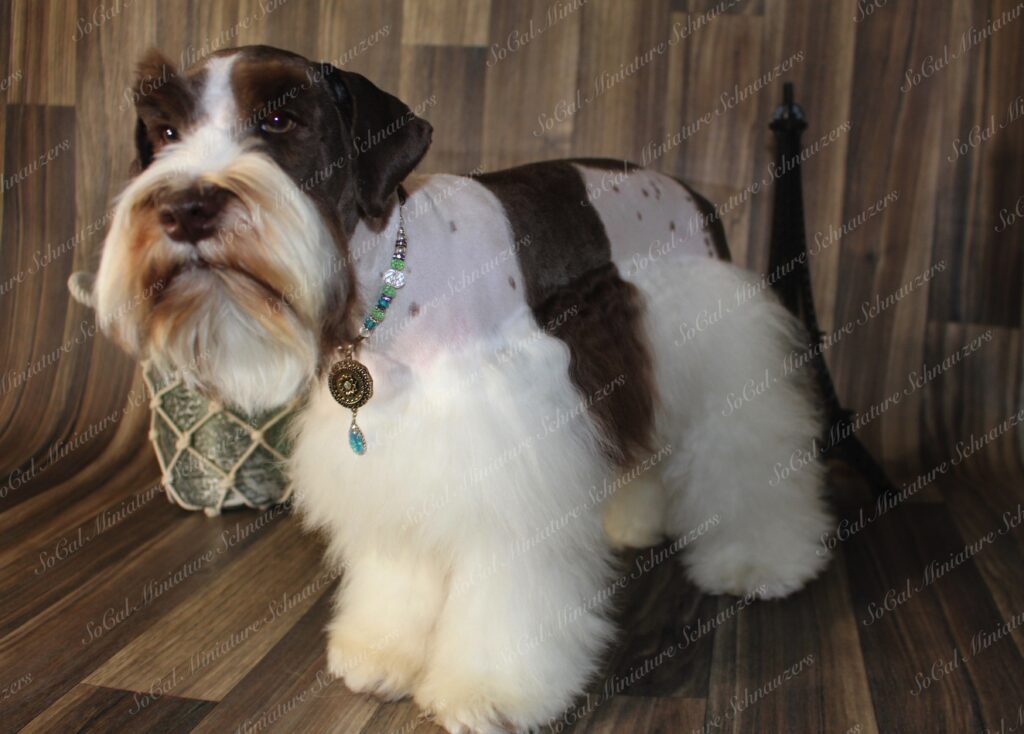 Miniature Schnauzer Coat Types US Prestigious Miniature Schnauzers