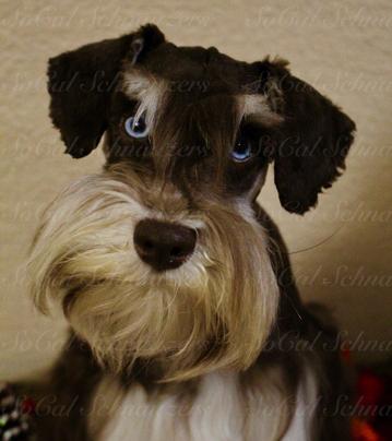 brown and white schnauzer looking at camera