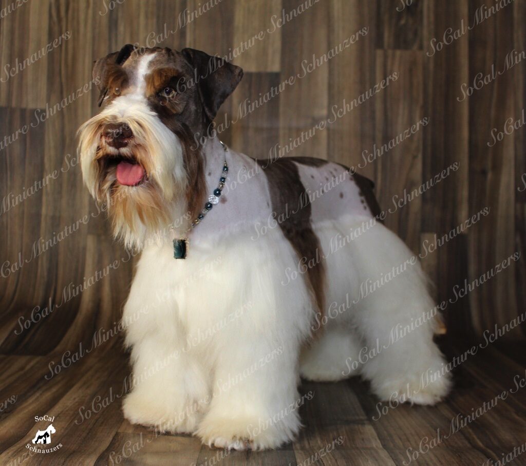 white and brown schnauzer with beaded collar