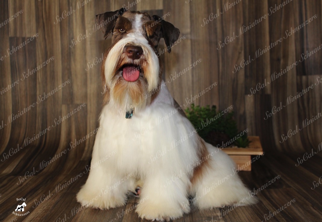 brown and white schnauzer with tongue out