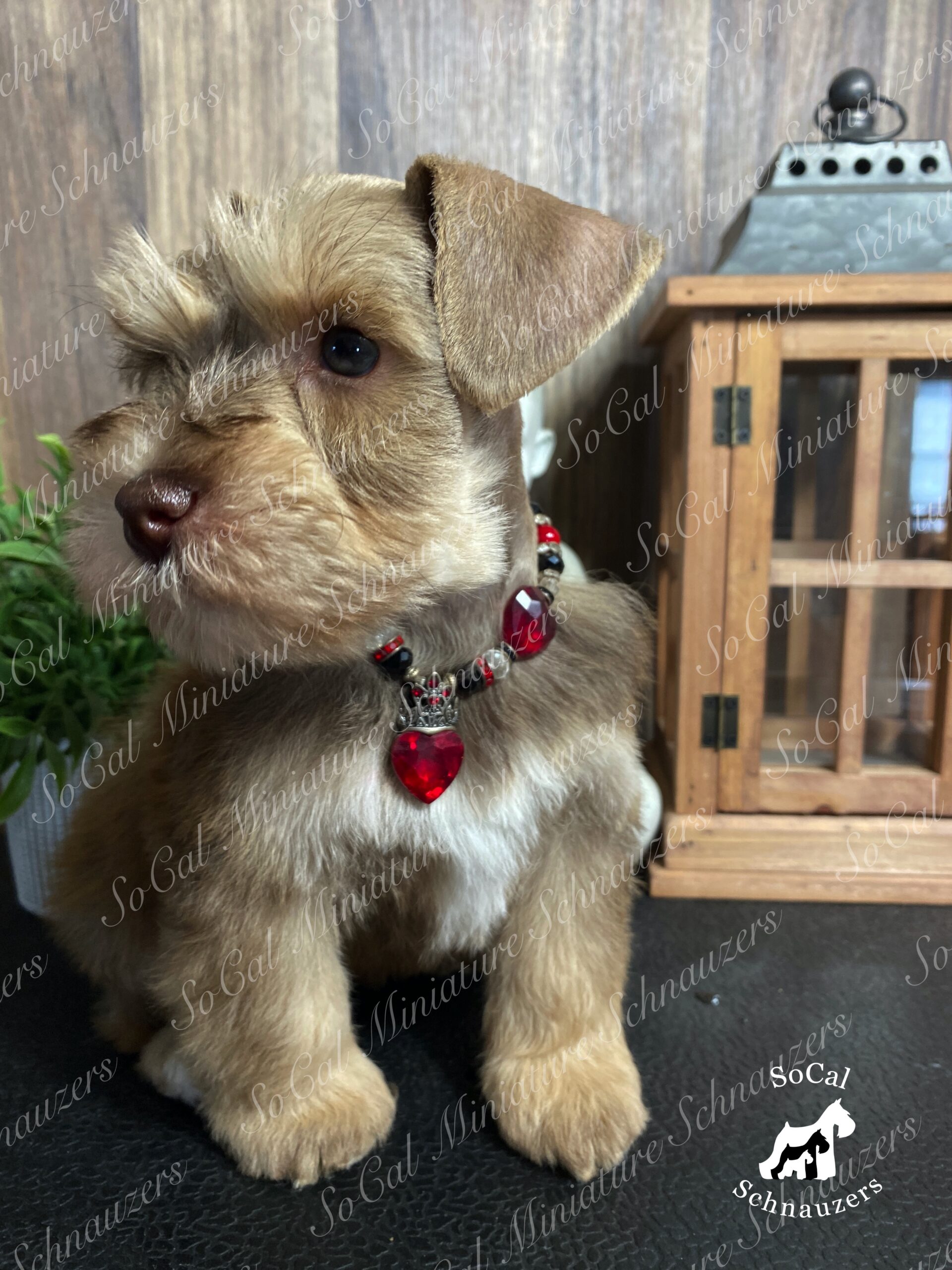 light brown schnauzer with red and black beaded necklace