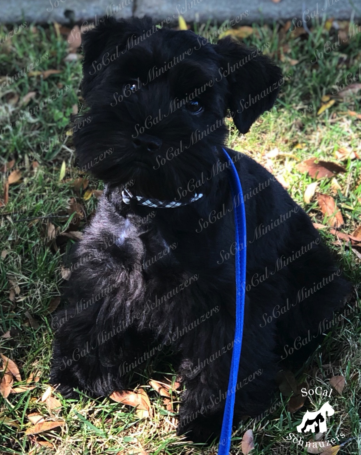 black schnauzer with blue leash and collar