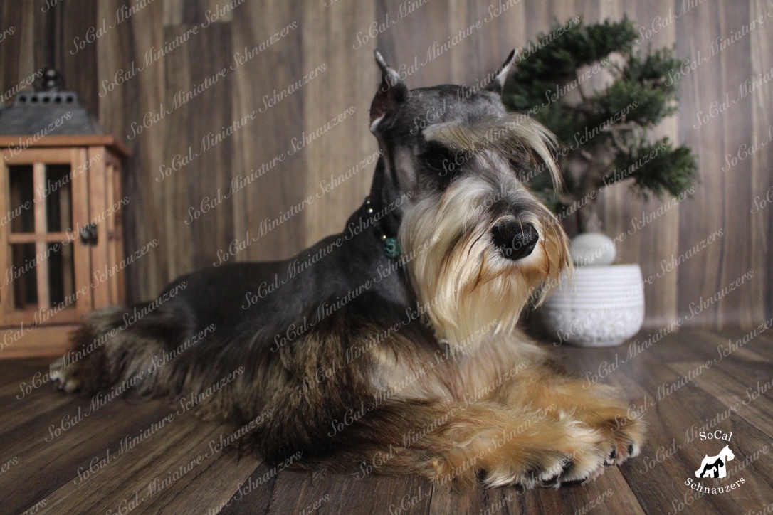 Black and gold schnauzer looking down with bonsai in background