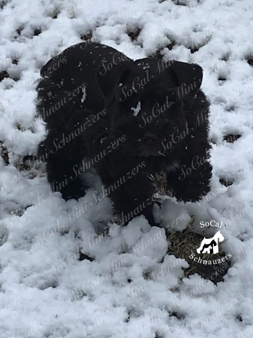 Black schnauzer in snow