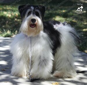 furry schnauzer black and white with chain
