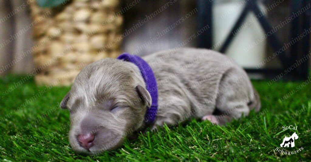 A puppy is sleeping on the grass with its head turned to the side.