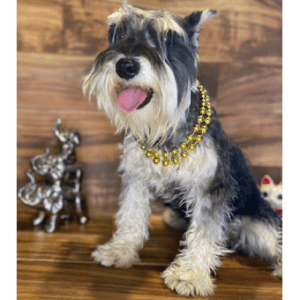 A dog with a gold chain around its neck.