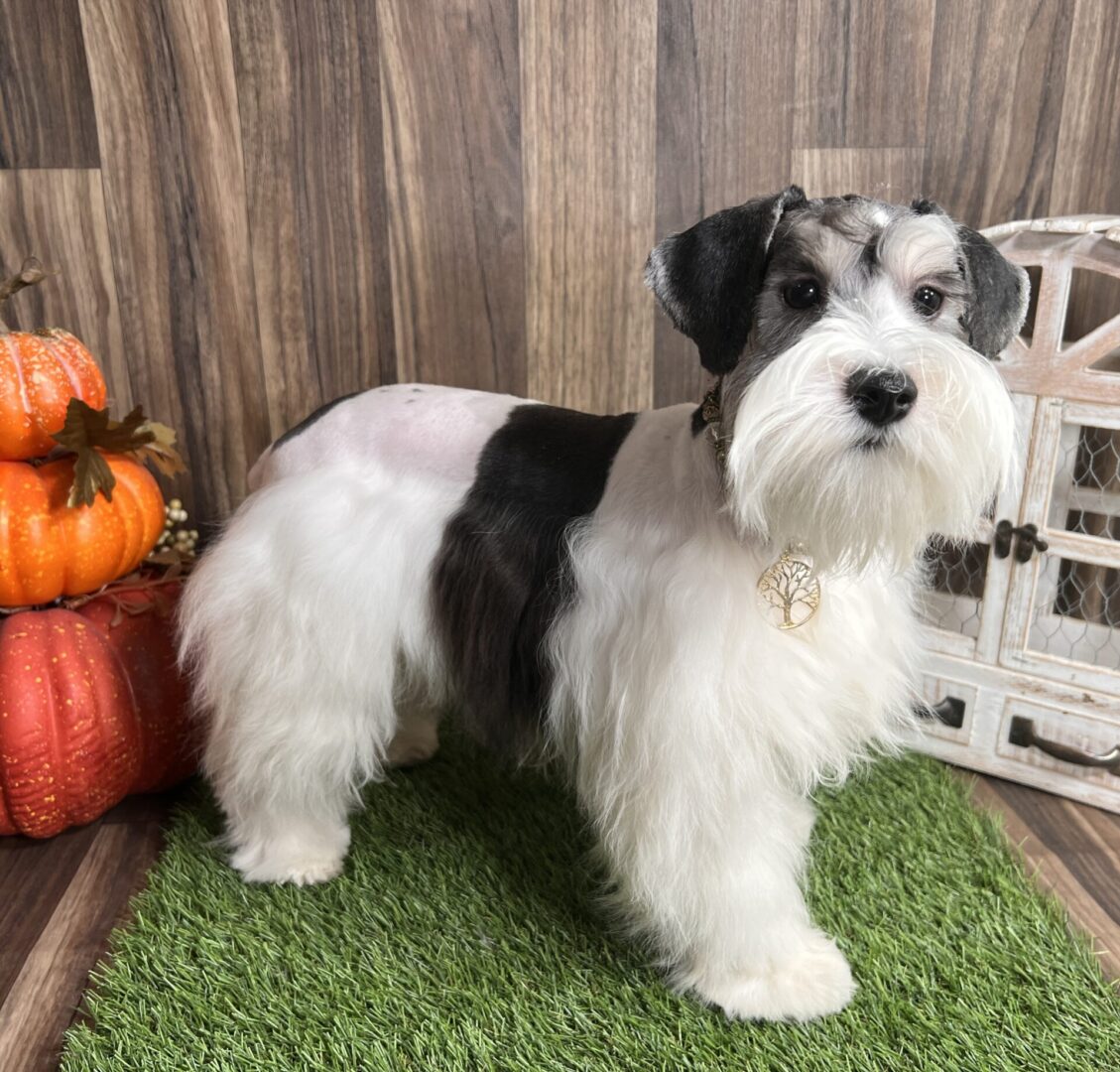 black and white schnauzer with beaded collar