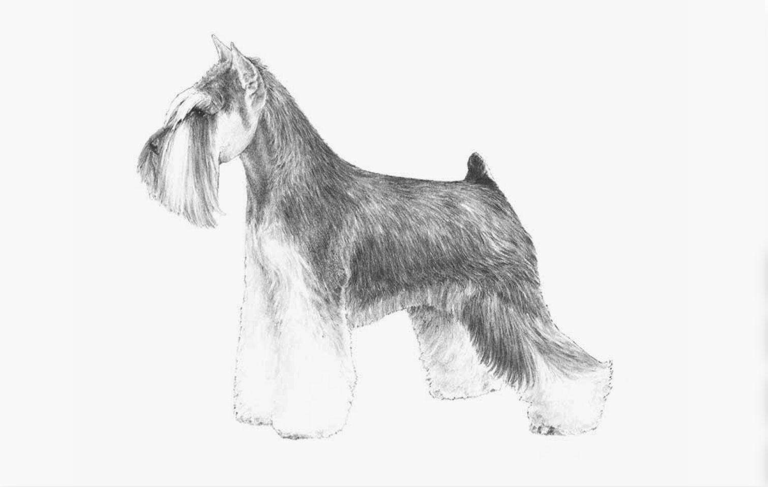 A drawing of a dog standing in the grass.