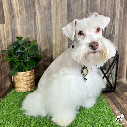 A white dog sitting on top of a green rug.