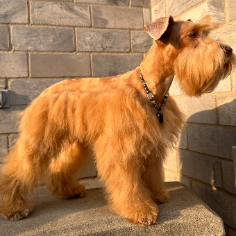 A small dog standing on top of a stone wall.