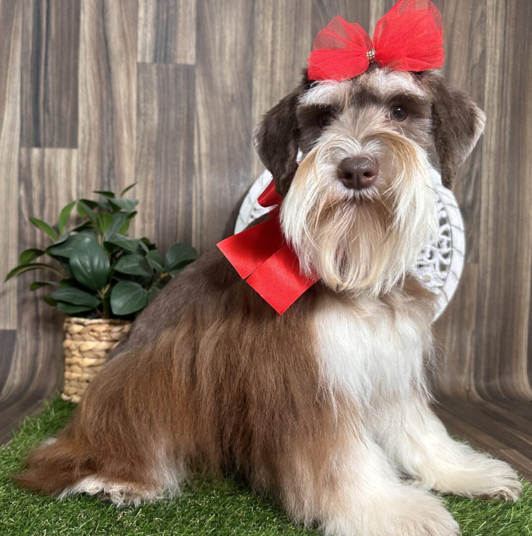 A brown and white dog with a red bow on its head.