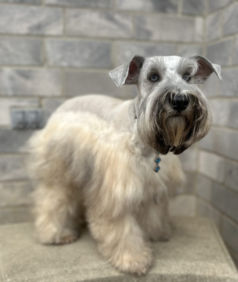 half-shaven schnauzer puppy with stone wall