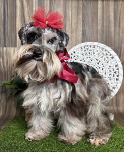 IMG_2616 black and white schnauzer with red ribbons on head and neck