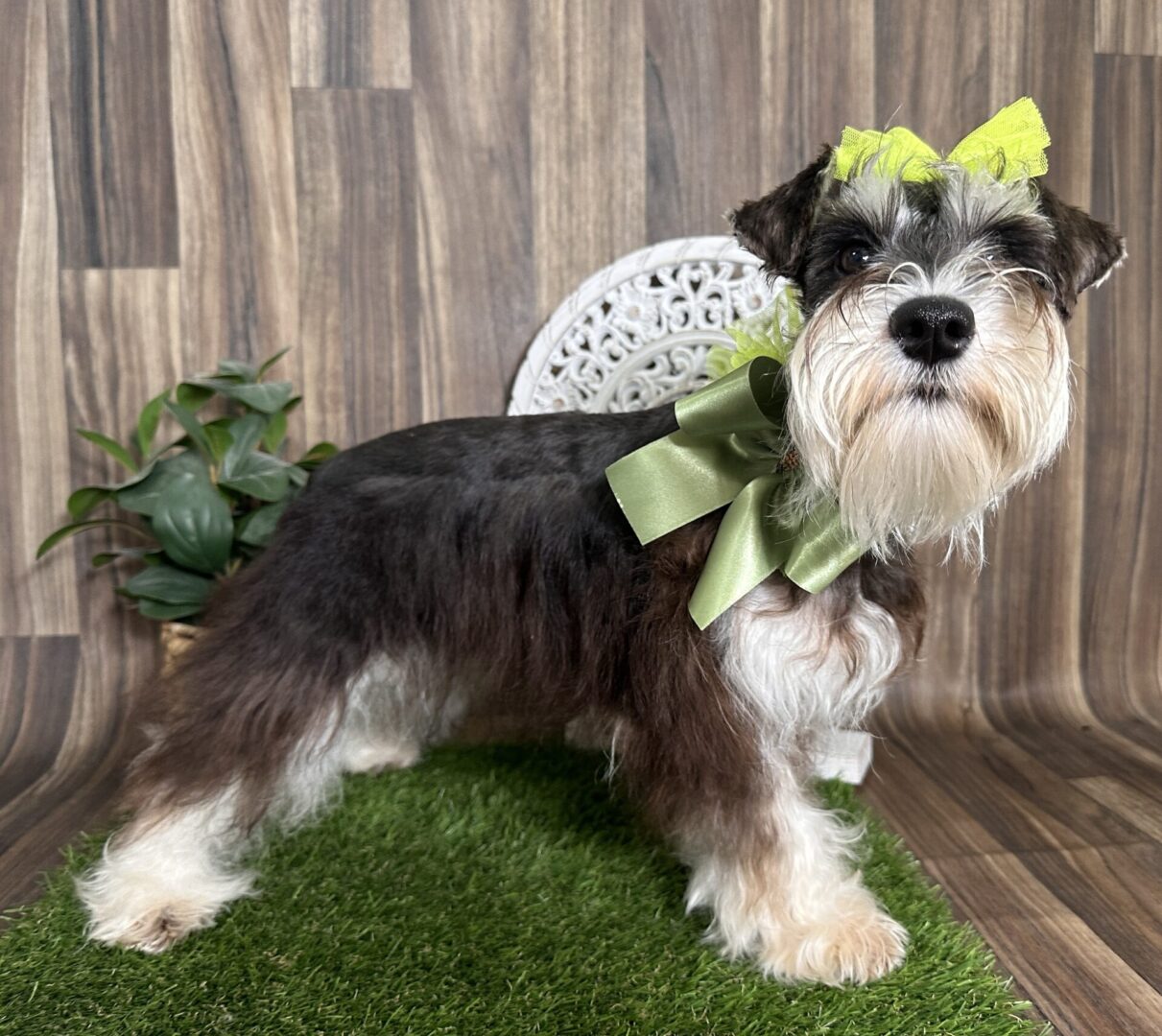schnauzer puppy wearing green bow standing on grass mat