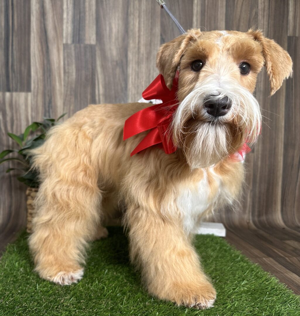 A dog with a red bow on its neck.