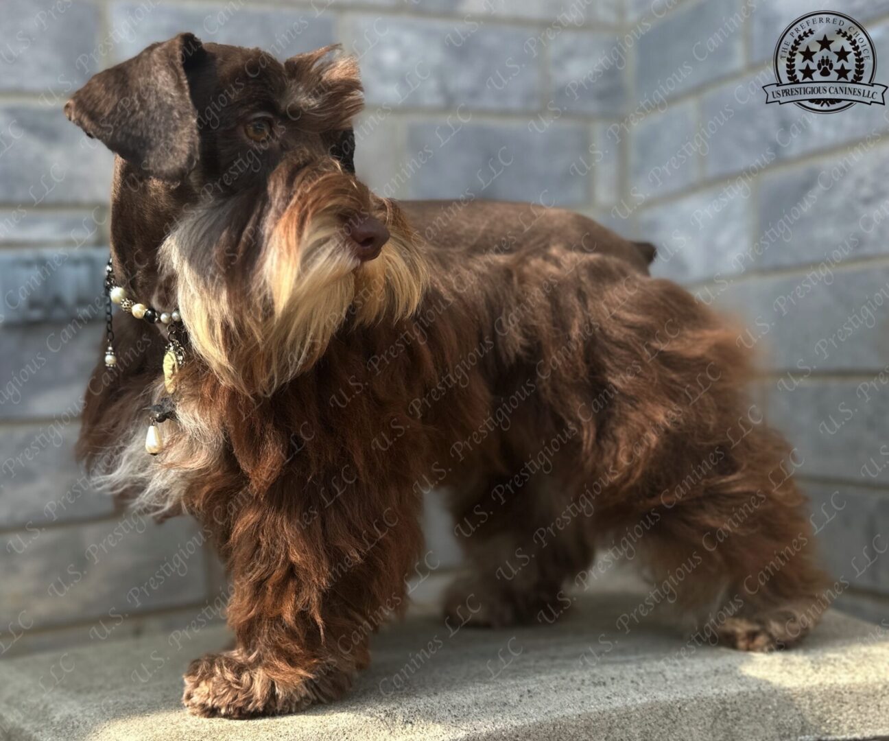 A brown dog standing on the ground near a wall.
