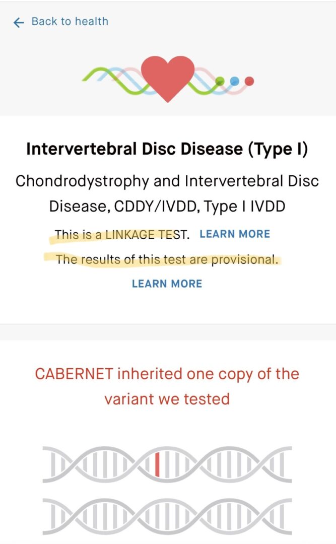 A text box with the words " cabernet " and " intervertebral disc disease ".