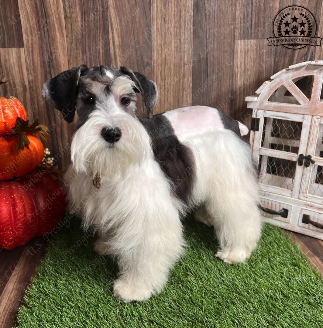 A small dog standing on top of a green rug.