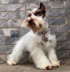IMG_9191 white and brown schnauzer puppy standing with stone wall