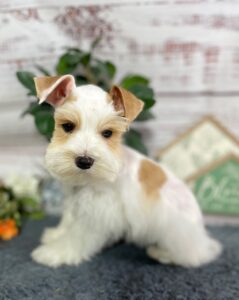 Champagne, yellow collar, red party, female Champagne, yellow collar, red party, female